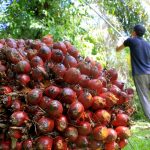 jurnalsumatra,bengkulu,mukomuko